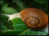 Jouer à Kind of snail