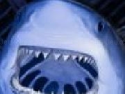 Jouer à Great white shark jigsaw