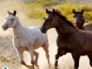 Jouer à Horses running free